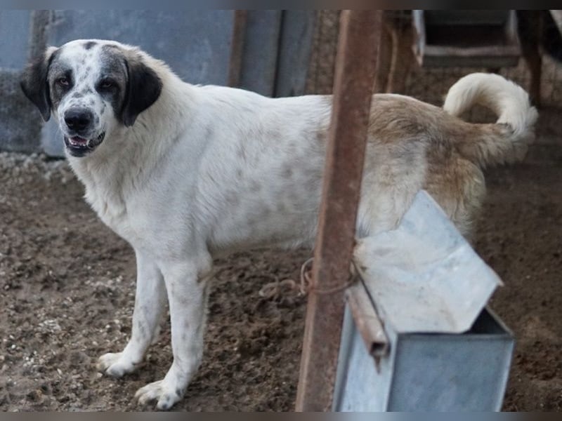 Joni, geb. ca. 11/2021, lebt in GRIECHENLAND, im städt. Tierheim Serres