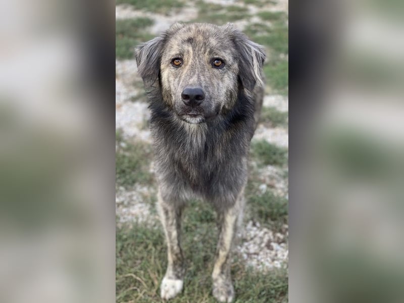 Pesto, geb. ca. 12/2021, lebt in GRIECHENLAND, im städt. Tierheim Serres