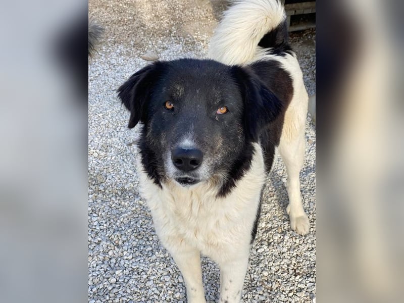 Filona, geb. ca. 12/2020, lebt in GRIECHENLAND, im städt. Tierheim Serres