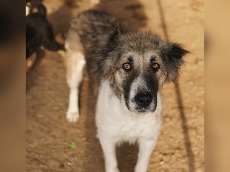 Talia, geb. ca. 09/2022, lebt in GRIECHENLAND, im städt. Tierheim Serres