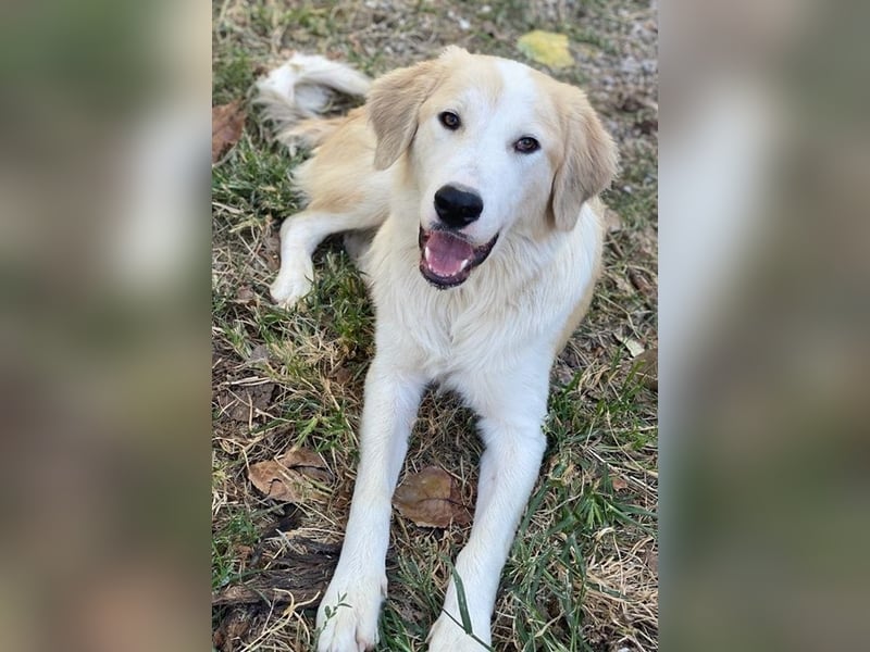 Buddy, geb. ca. 01/2022, lebt in GRIECHENLAND, im städt. Tierheim Serres