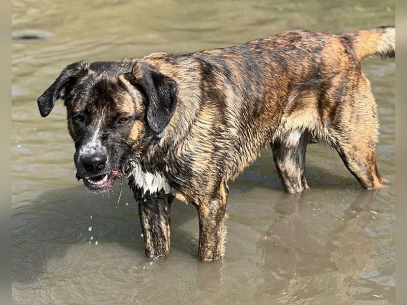 Hanni, geb. ca. 12/2020 lebt bei einer Familie in 59069 Hamm