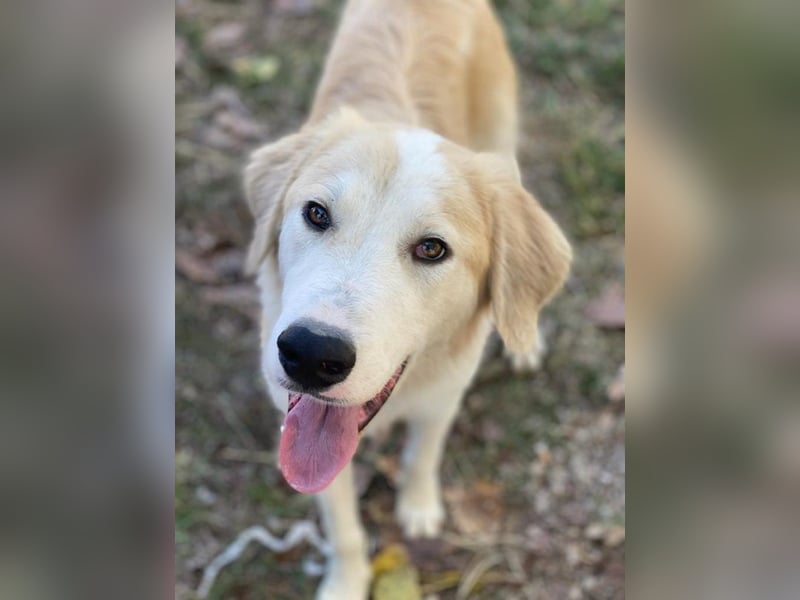 Buddy, geb. ca. 01/2022, lebt in GRIECHENLAND, im städt. Tierheim Serres