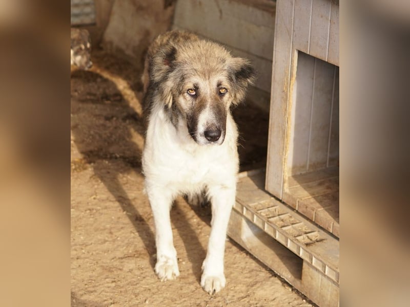 Talia, geb. ca. 09/2022, lebt in GRIECHENLAND, im städt. Tierheim Serres