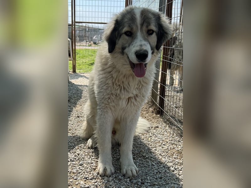 Gomez, geb. ca. 03/2021, lebt in GRIECHENLAND, im städt. Tierheim Serres