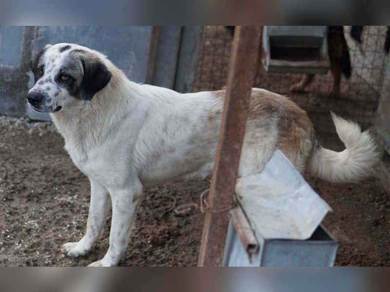 Joni, geb. ca. 11/2021, lebt in GRIECHENLAND, im städt. Tierheim Serres
