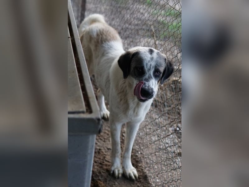 Joni, geb. ca. 11/2021, lebt in GRIECHENLAND, im städt. Tierheim Serres