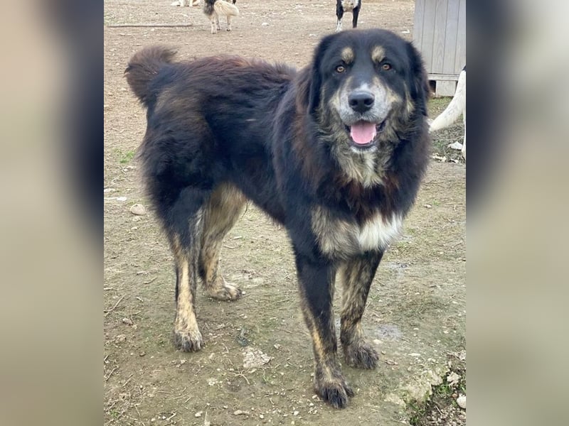 Bärli, geb. ca. 01/2024, lebt in GRIECHENLAND, im städt. Tierheim Serres