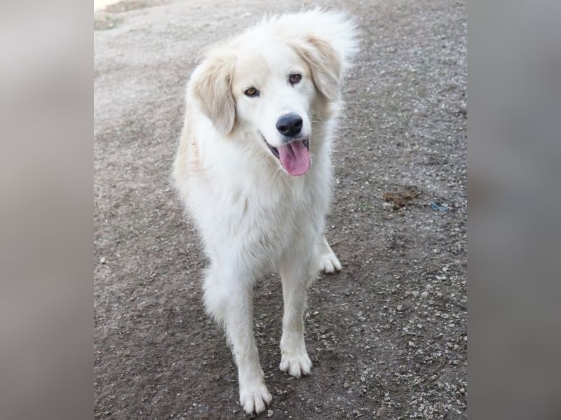Buddy, geb. ca. 01/2022, lebt in GRIECHENLAND, im städt. Tierheim Serres