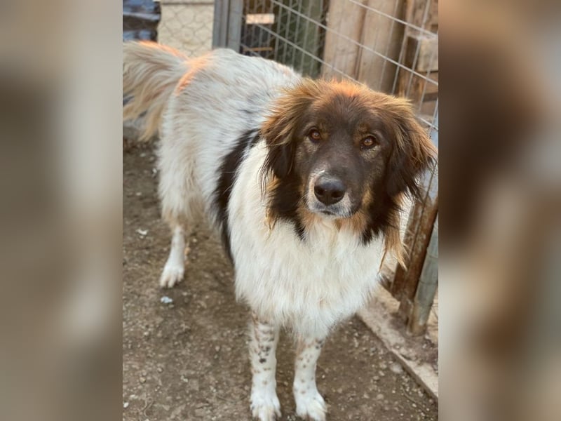 Bali, geb. ca. 12/2021, lebt in GRIECHENLAND, im städt. Tierheim Serres