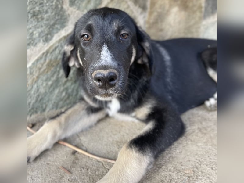 Mantis, geb. ca. 07/2023, lebt in GRIECHENLAND, auf einer privaten Pflegestelle