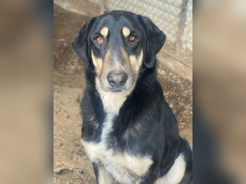 Venia, geb. ca. 07/2021, lebt in GRIECHENLAND, auf einer privaten Pflegestelle