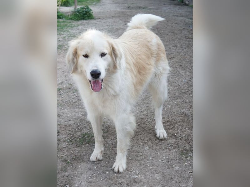 Buddy, geb. ca. 01/2022, lebt in GRIECHENLAND, im städt. Tierheim Serres