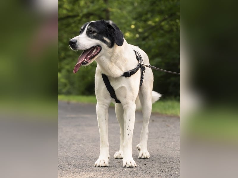 Claude Monet, geb. ca. 02/2021, lebt auf einer Pflegestelle in 52391 Vettweiß