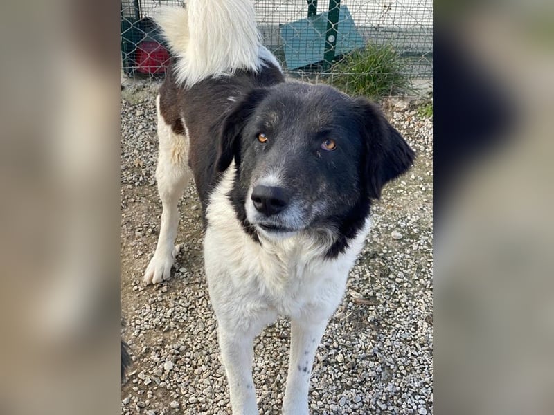 Filona, geb. ca. 12/2020, lebt in GRIECHENLAND, im städt. Tierheim Serres