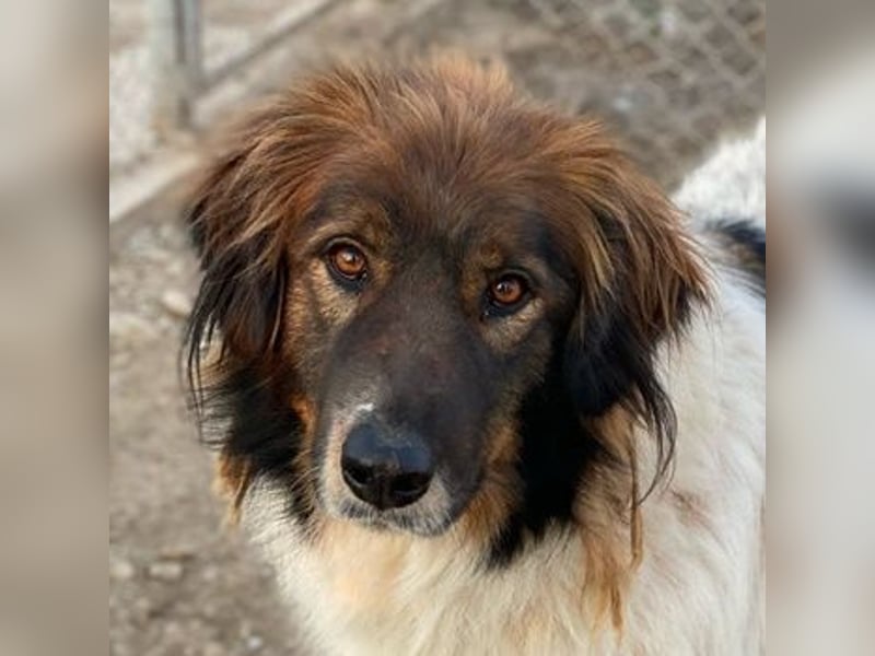 Bali, geb. ca. 12/2021, lebt in GRIECHENLAND, im städt. Tierheim Serres