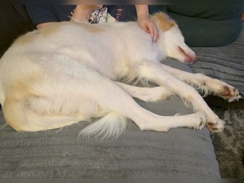 Balda, geb. ca. 02/2025, lebt auf einer Pflegestelle in 26826 Weener