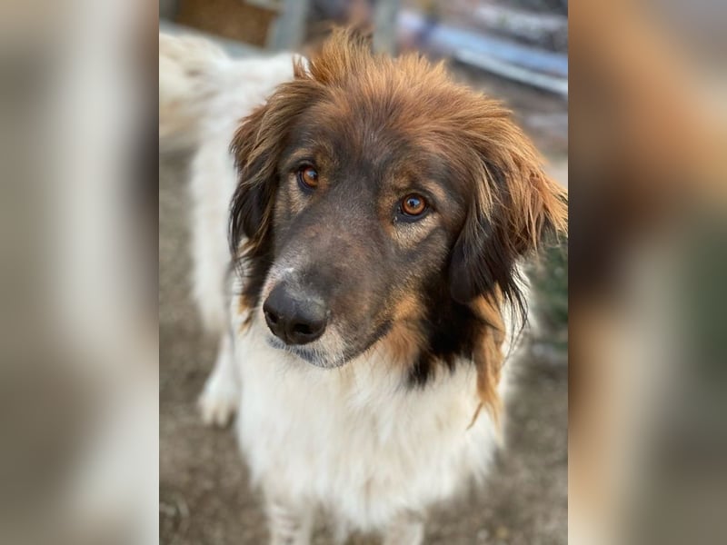 Bali, geb. ca. 12/2021, lebt in GRIECHENLAND, im städt. Tierheim Serres