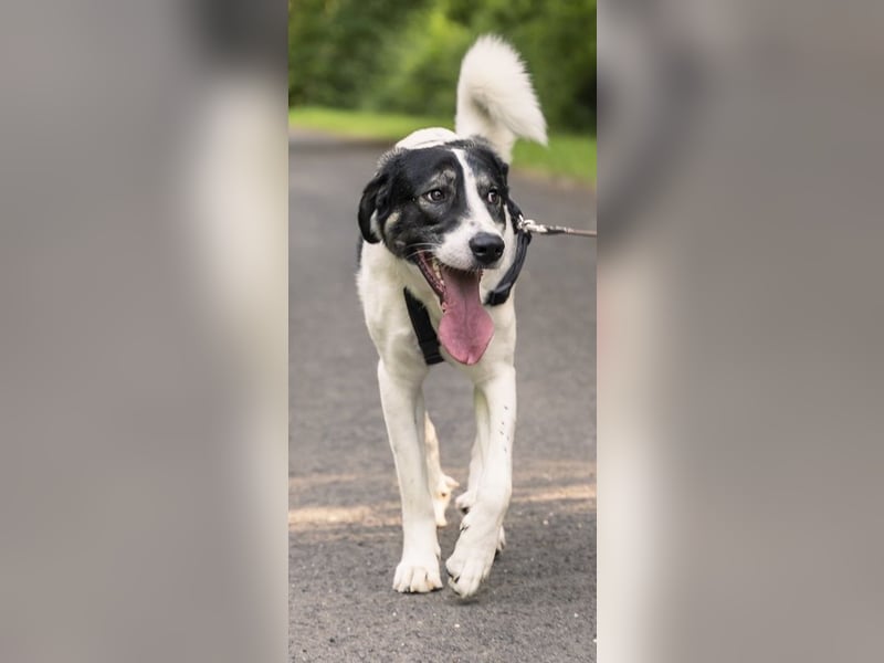 Claude Monet, geb. ca. 02/2021, lebt auf einer Pflegestelle in 52391 Vettweiß