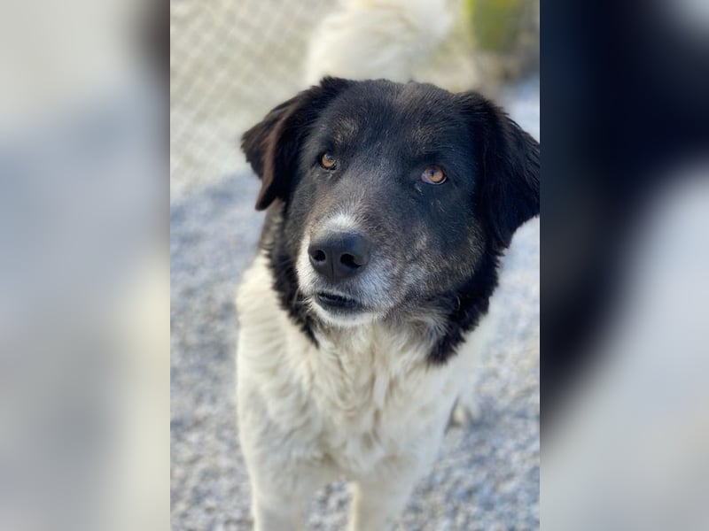 Filona, geb. ca. 12/2020, lebt in GRIECHENLAND, im städt. Tierheim Serres