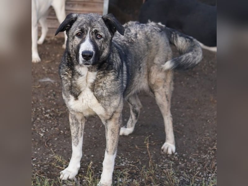 Jella, geb. ca. 09/2020, lebt in GRIECHENLAND, auf einer privaten Pflegestelle