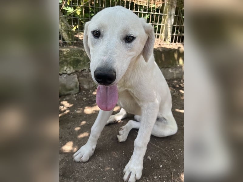 Hasko, geb. ca. 12/2021, lebt in GRIECHENLAND, auf einer privaten Pflegestelle