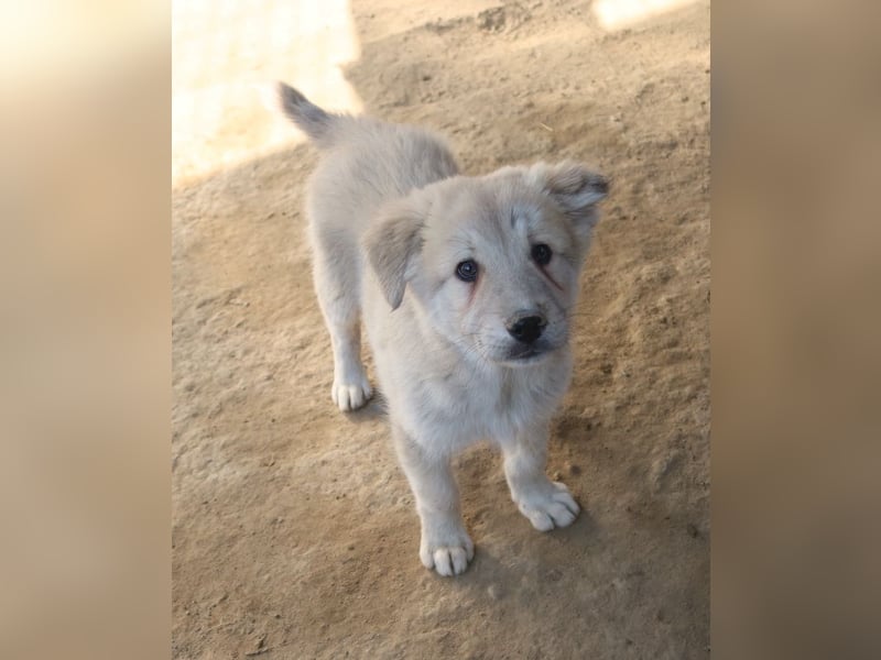 Hannes, geb. ca. 09/2023, lebt in GRIECHENLAND, im städt. Tierheim Serres