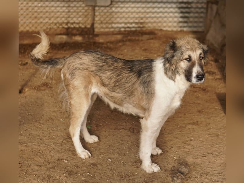 Talia, geb. ca. 09/2022, lebt in GRIECHENLAND, im städt. Tierheim Serres