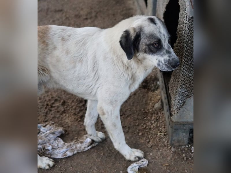 Joni, geb. ca. 11/2021, lebt in GRIECHENLAND, im städt. Tierheim Serres