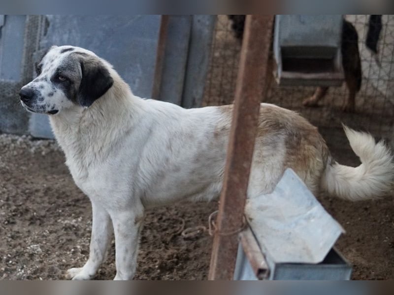 Joni, geb. ca. 11/2021, lebt in GRIECHENLAND, im städt. Tierheim Serres
