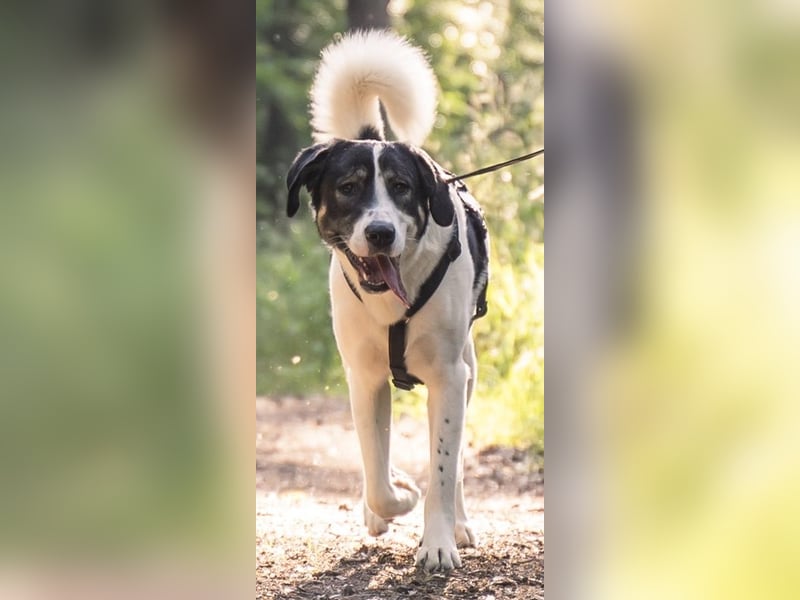 Claude Monet, geb. ca. 02/2021, lebt auf einer Pflegestelle in 52391 Vettweiß