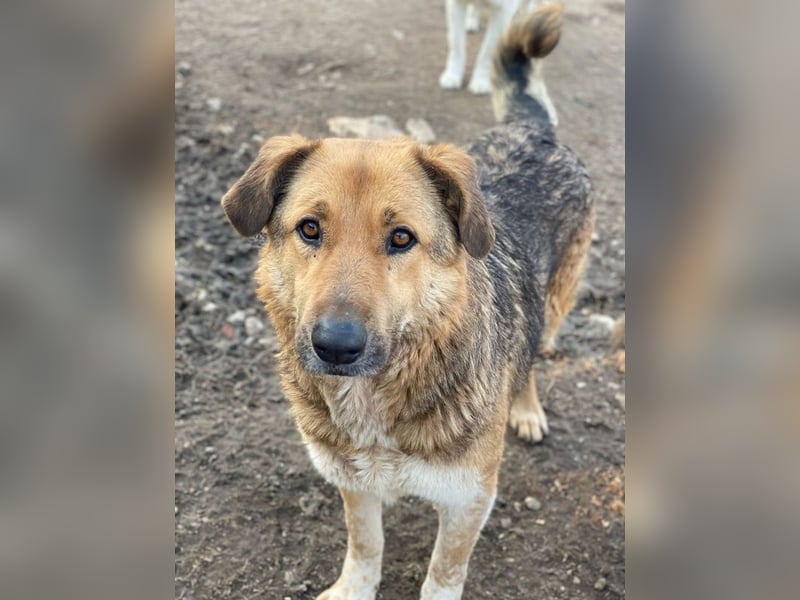 Yassin, geb. ca. 06/2020, lebt in GRIECHENLAND, im städt. Tierheim Serres