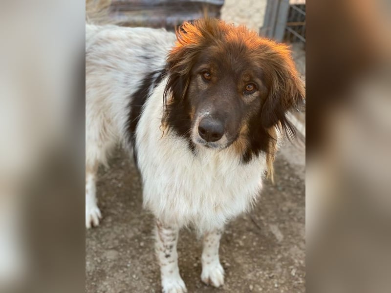 Bali, geb. ca. 12/2021, lebt in GRIECHENLAND, im städt. Tierheim Serres