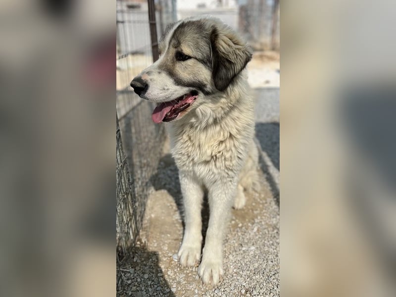 Gomez, geb. ca. 03/2021, lebt in GRIECHENLAND, im städt. Tierheim Serres