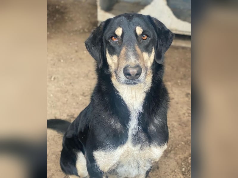 Venia, geb. ca. 07/2021, lebt in GRIECHENLAND, auf einer privaten Pflegestelle