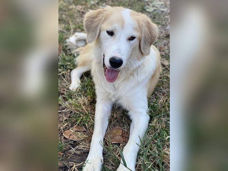 Buddy, geb. ca. 01/2022, lebt in GRIECHENLAND, im städt. Tierheim Serres