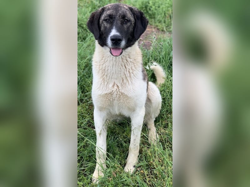 Finja, geb. ca. 05/2020, lebt in GRIECHENLAND, auf einer privaten Pflegestelle