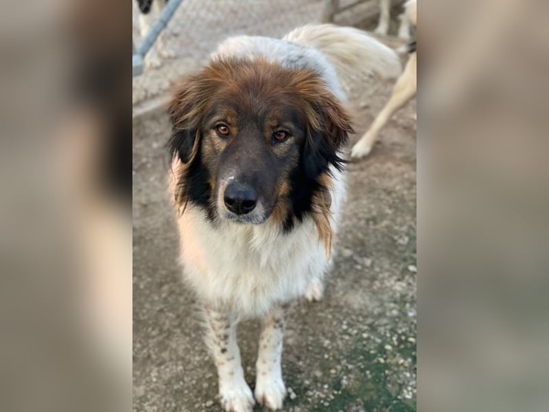 Bali, geb. ca. 12/2021, lebt in GRIECHENLAND, im städt. Tierheim Serres