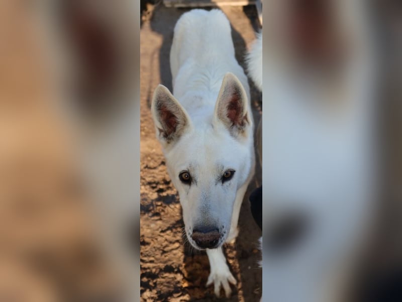 Luuk, geb. ca. 12/2018, lebt in GRIECHENLAND, im städt. Tierheim Serres