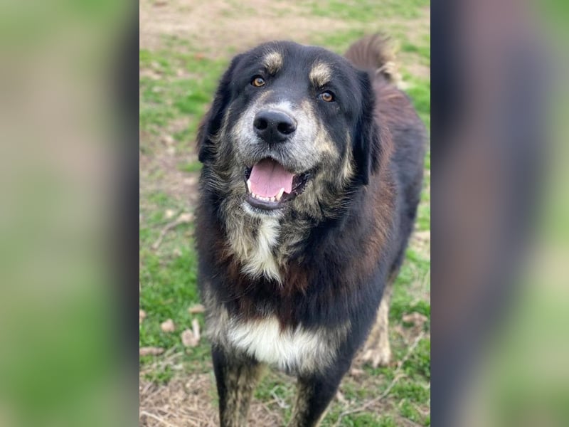 Bärli, geb. ca. 01/2024, lebt in GRIECHENLAND, im städt. Tierheim Serres