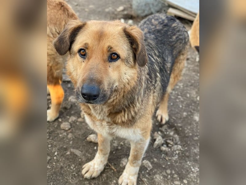 Yassin, geb. ca. 06/2020, lebt in GRIECHENLAND, im städt. Tierheim Serres