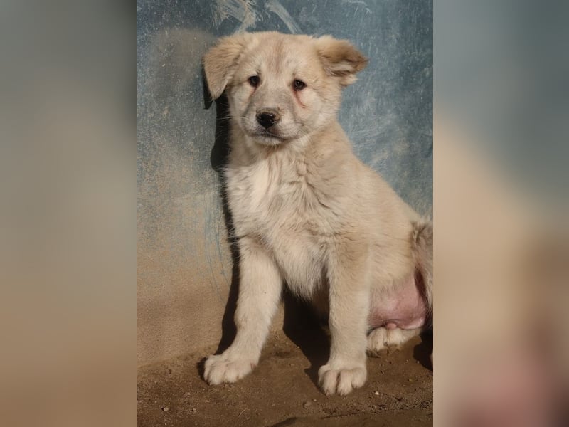Hannes, geb. ca. 09/2023, lebt in GRIECHENLAND, im städt. Tierheim Serres