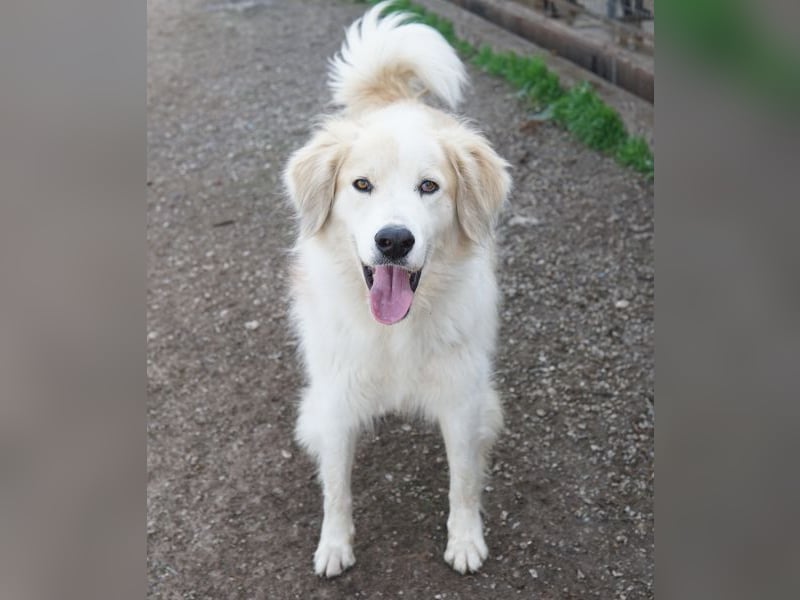 Buddy, geb. ca. 01/2022, lebt in GRIECHENLAND, im städt. Tierheim Serres