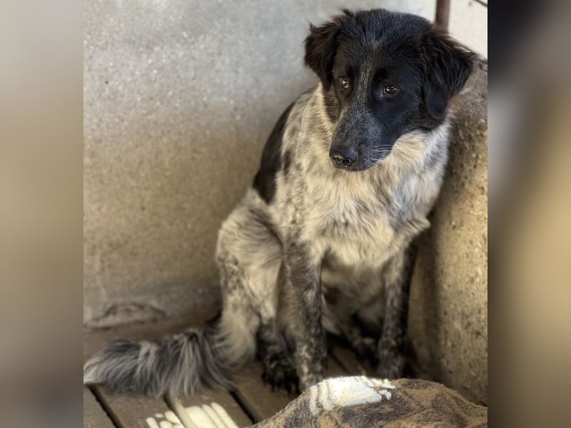 Ashwin, geb. ca. 12/2024, lebt in GRIECHENLAND, auf einem Gelände, Hunde werden notdürftig versorgt