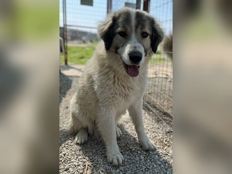 Gomez, geb. ca. 03/2021, lebt in GRIECHENLAND, im städt. Tierheim Serres