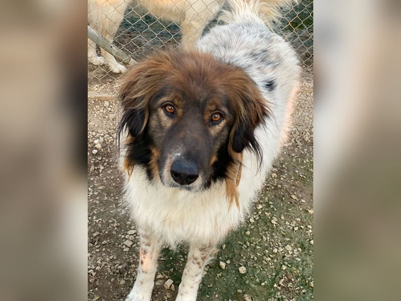 Bali, geb. ca. 12/2021, lebt in GRIECHENLAND, im städt. Tierheim Serres