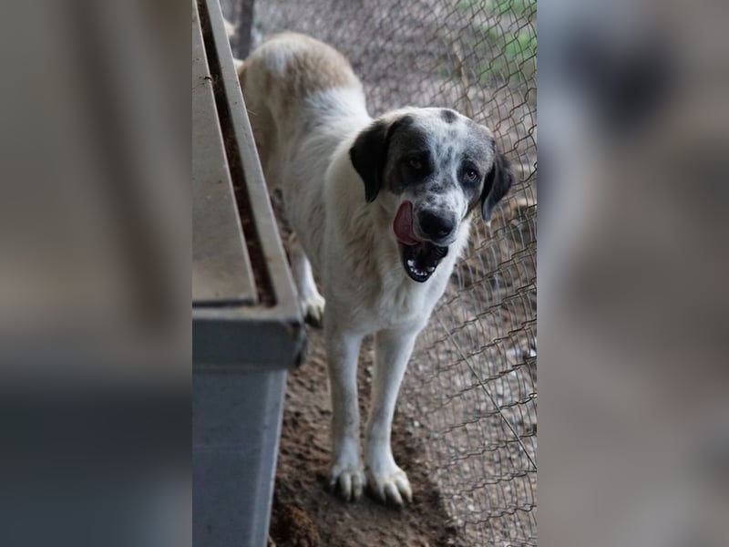 Joni, geb. ca. 11/2021, lebt in GRIECHENLAND, im städt. Tierheim Serres
