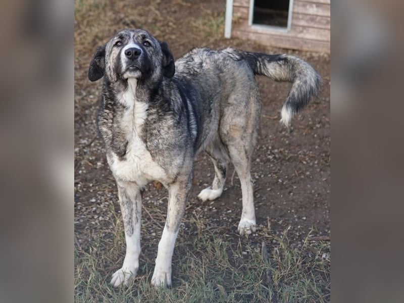 Jella, geb. ca. 09/2020, lebt in GRIECHENLAND, auf einer privaten Pflegestelle