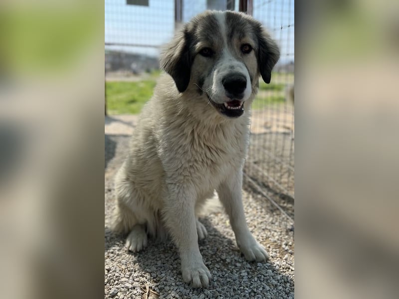 Gomez, geb. ca. 03/2021, lebt in GRIECHENLAND, im städt. Tierheim Serres