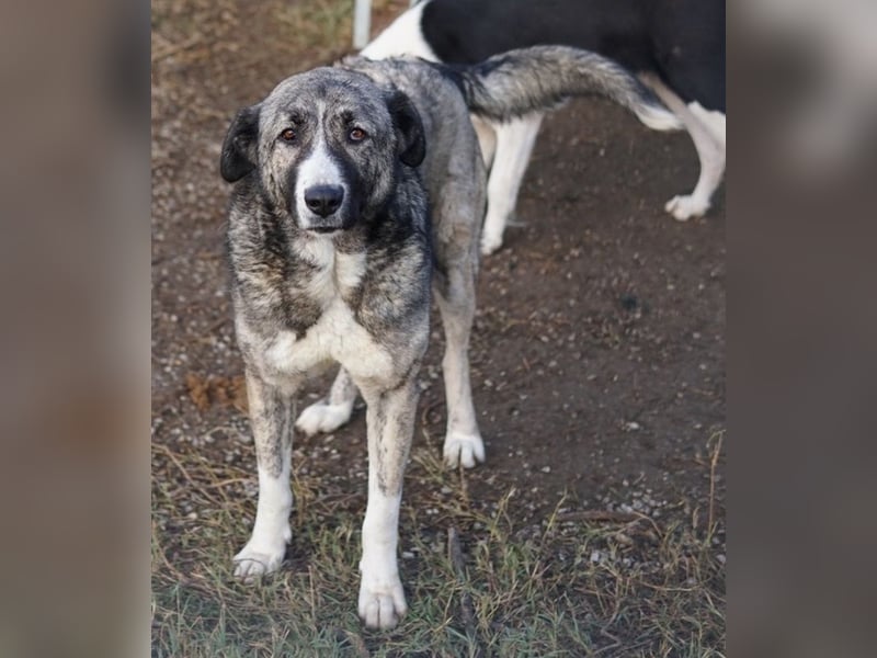 Jella, geb. ca. 09/2020, lebt in GRIECHENLAND, auf einer privaten Pflegestelle